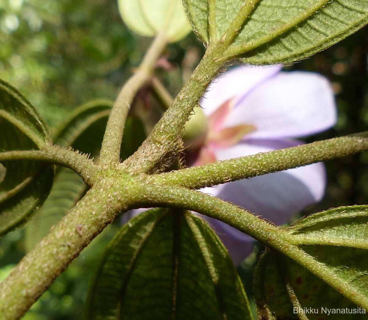 Melastoma sp.